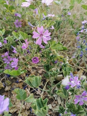Malva sylvestris