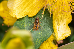 Parhelophilus versicolor