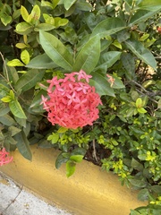 Ixora coccinea