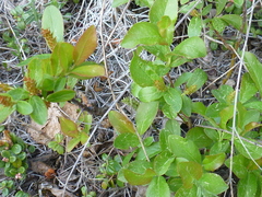 Salix myrtillifolia