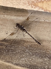 Gomphaeschna antilope