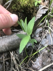 Scutellaria galericulata