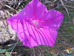 Ipomoea elongata