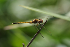 Orthetrum machadoi