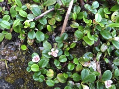 Cotoneaster morrisonensis
