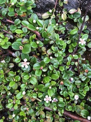 Cotoneaster morrisonensis