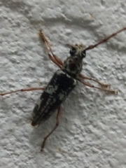 Elaphidion irroratum