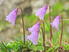 Soldanella pusilla