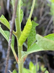 Orthosia hibisci