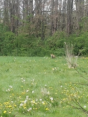 Vulpes vulpes vulpes