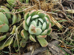 Echeveria elegans