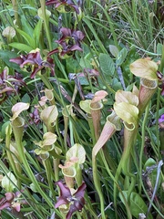 Sarracenia jonesii