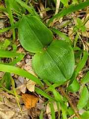 Platanthera orbiculata
