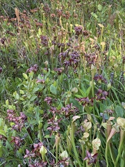 Sarracenia jonesii
