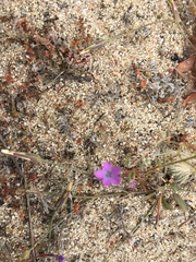 Gilia tenuiflora