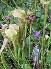 Sarracenia jonesii