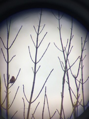 Haemorhous purpureus purpureus