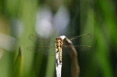 Orthetrum machadoi
