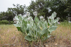 Asclepias californica