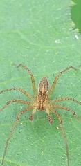 Thaumasia argenteonotata