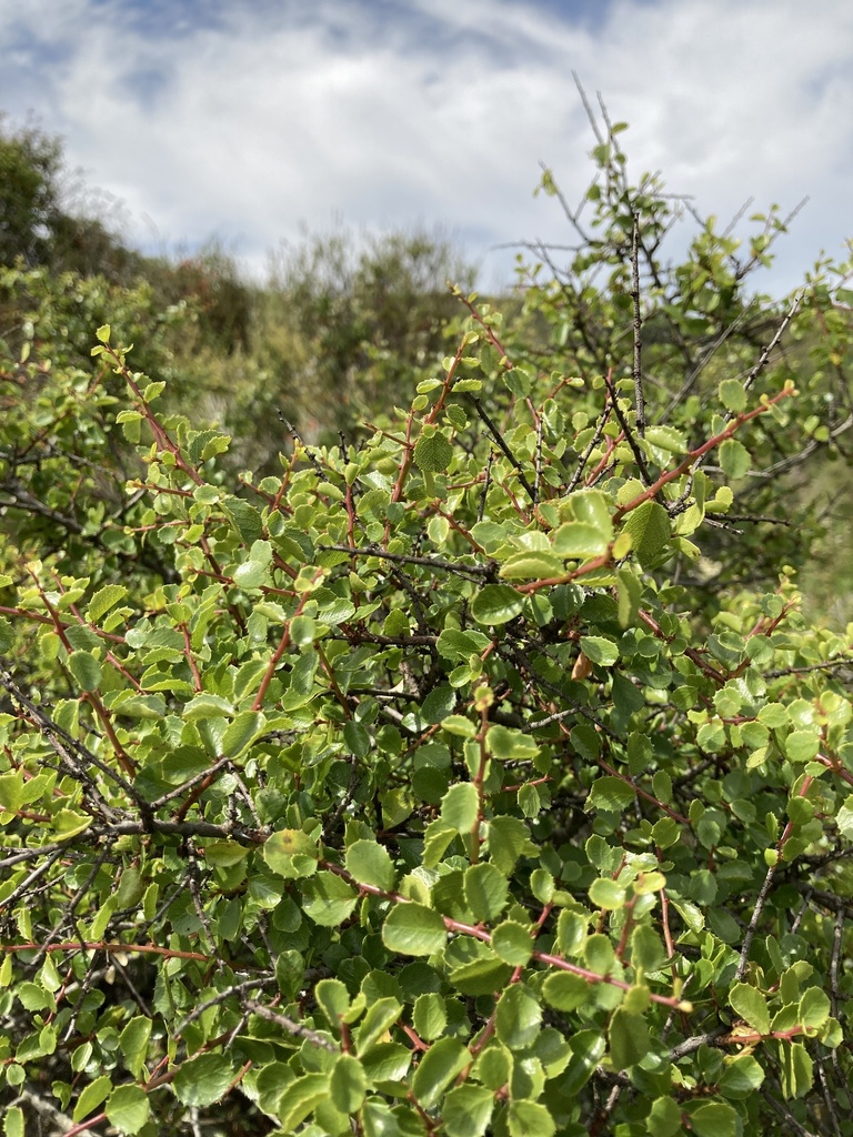 Redberry Buckthorn
