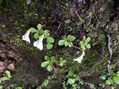 Mazus alpinus