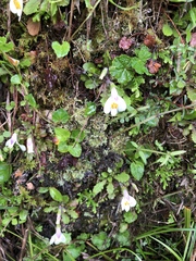 Mazus alpinus