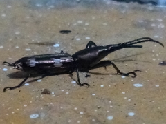 Arrhenodini