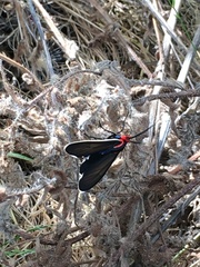 Ctenucha