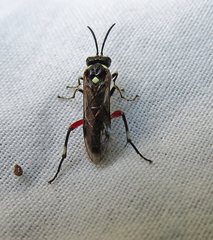 Macrophya punctumalbum