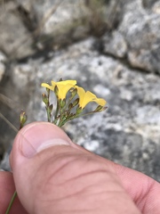 Linum rupestre