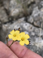 Linum rupestre