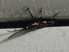 Arrhenodini