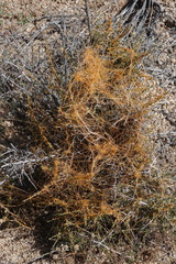 Cuscuta denticulata