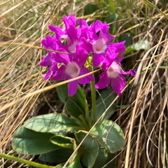 Primula pedemontana