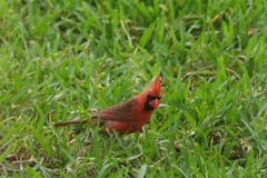 Cardinalis cardinalis