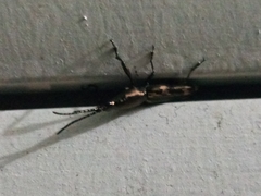 Arrhenodini