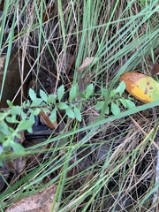 Tetraselago longituba