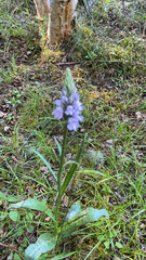 Dactylorhiza maculata