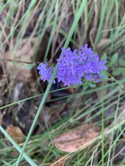 Tetraselago longituba
