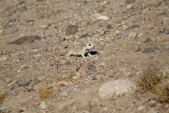 Xerospermophilus tereticaudus