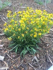 Packera werneriifolia