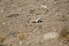 Xerospermophilus tereticaudus