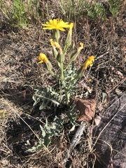 Crepis occidentalis