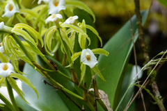 Trichopilia fragrans