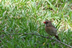 Cardinalis cardinalis