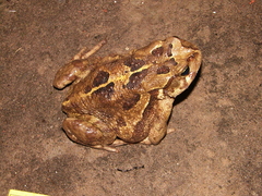 Sclerophrys pardalis