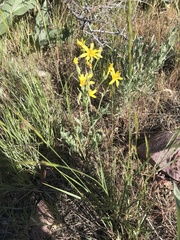 Crepis occidentalis