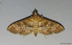 Sameodes cancellalis