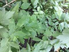 Levisticum officinale